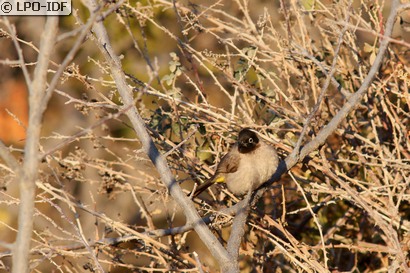Bulbul d'Arabie