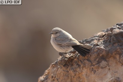 Traquet à queue noire