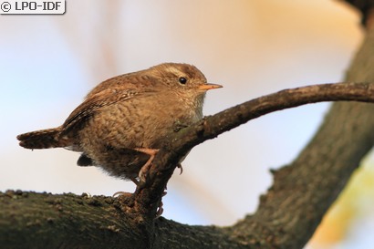 Troglodyte mignon