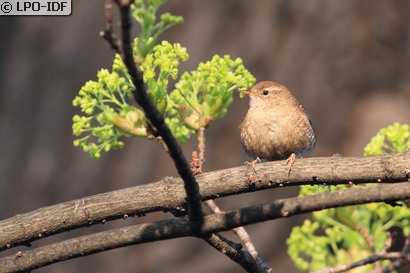 Troglodyte mignon