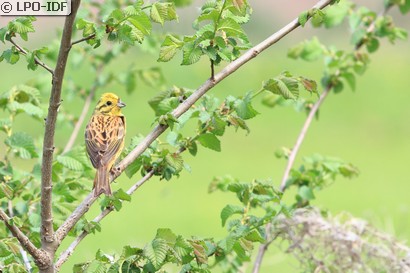 Bruant jaune