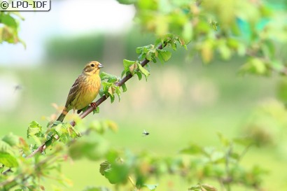 Bruant jaune