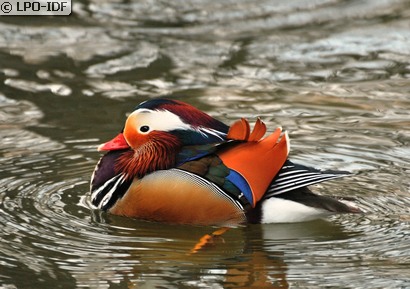Canard mandarin