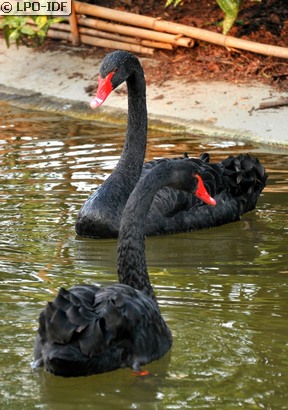 Cygne noir