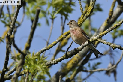 Linotte mélodieuse