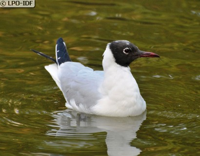 Mouette rieuse