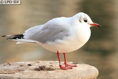 Mouette rieuse