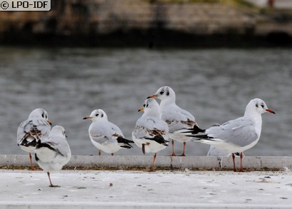 Mouette rieuse