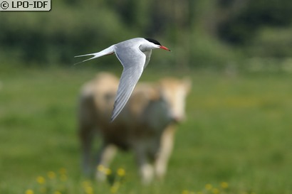 Sterne pierregarin