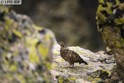 Lagopède d'Ecosse