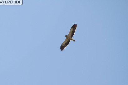 Aigle botté