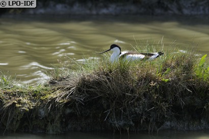 Avocette élégante