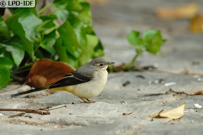 Bergeronnette des ruisseaux