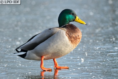 Canard colvert