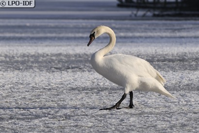 Cygne tuberculé