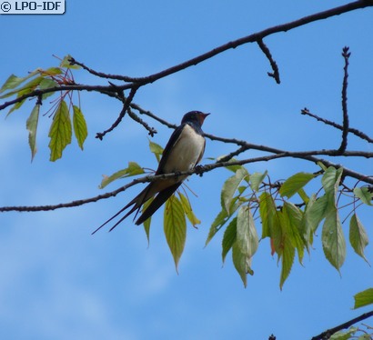 Hirondelle rustique