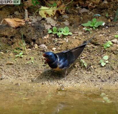 Hirondelle rustique
