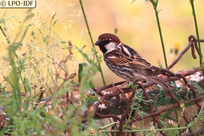 Moineau espagnol