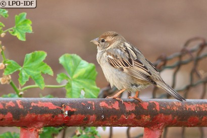 Moineau espagnol