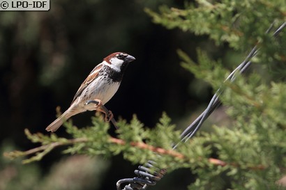 Moineau espagnol