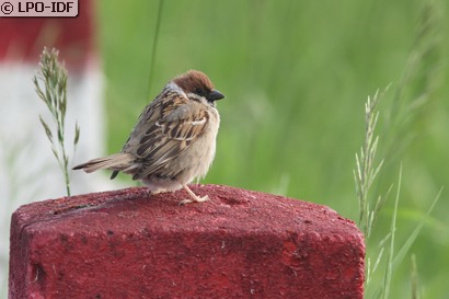 Moineau friquet