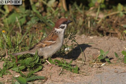 Moineau friquet