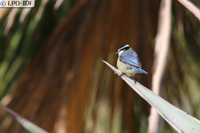 Mésange bleue