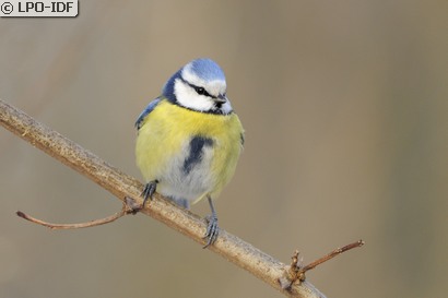 Mésange bleue