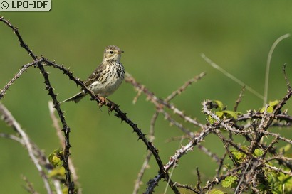 Pipit des arbres