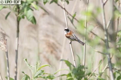 Rémiz penduline