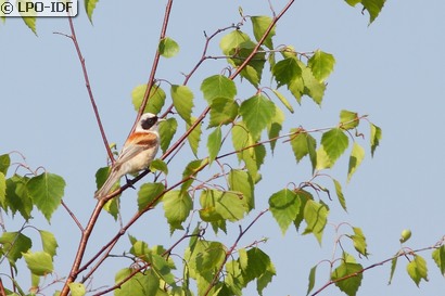 Rémiz penduline