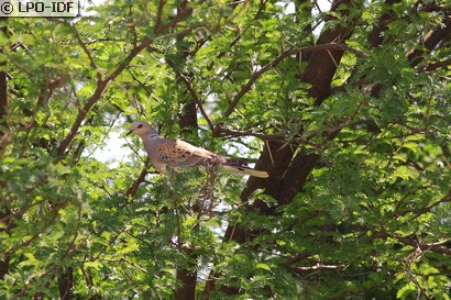 Tourterelle des bois