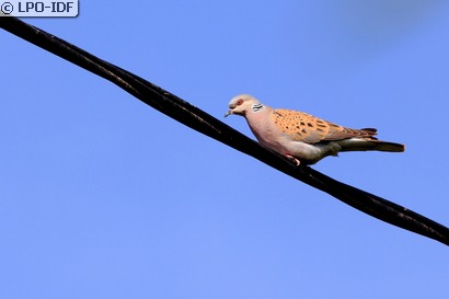 Tourterelle des bois