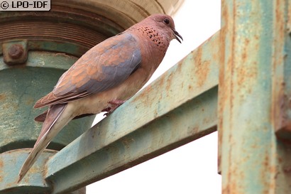 Tourterelle maillée