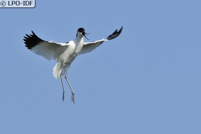 Avocette élégante