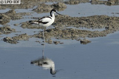 Avocette élégante