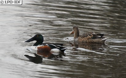 Canard souchet