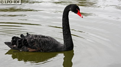 Cygne noir