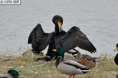 Grand Cormoran