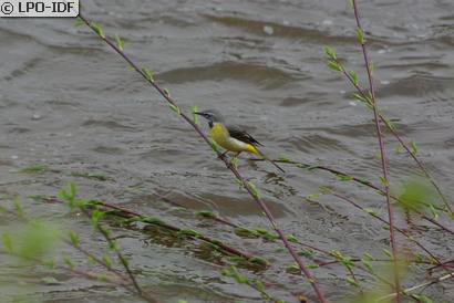 Bergeronnette des ruisseaux