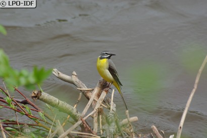 Bergeronnette des ruisseaux