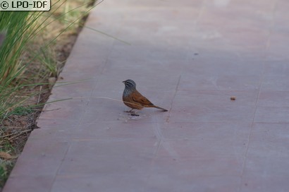 Bruant du Sahara