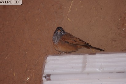 Bruant du Sahara