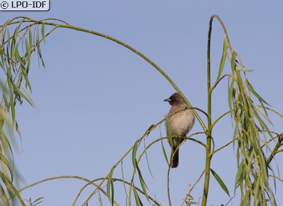 Bulbul des jardins