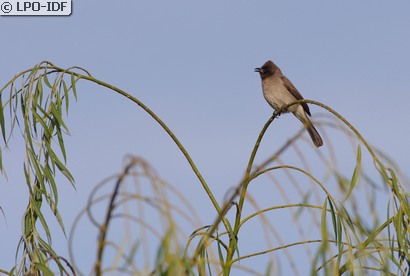 Bulbul des jardins