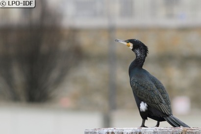 Grand Cormoran