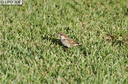 Moineau espagnol