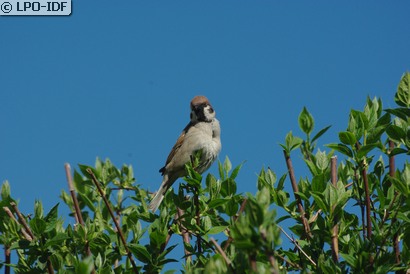 Moineau friquet