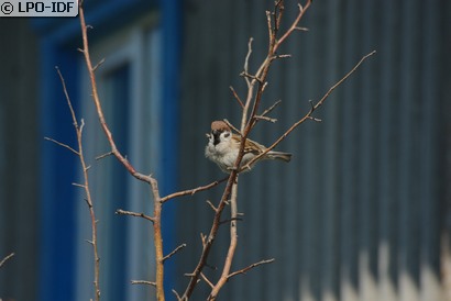 Moineau friquet