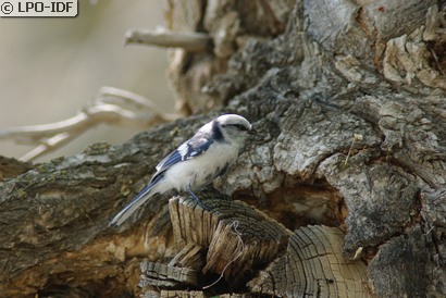 Mésange azurée